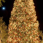 gal_tree_07